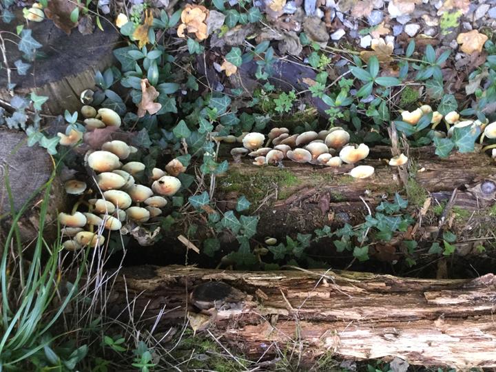 Sortie en forêt pour les classes de CP