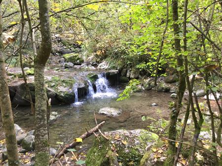 Sortie en forêt pour les classes de CP